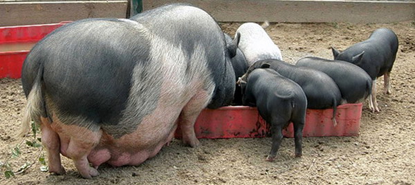 Как кормить поросят вьетнамской свиньи в домашних условиях?